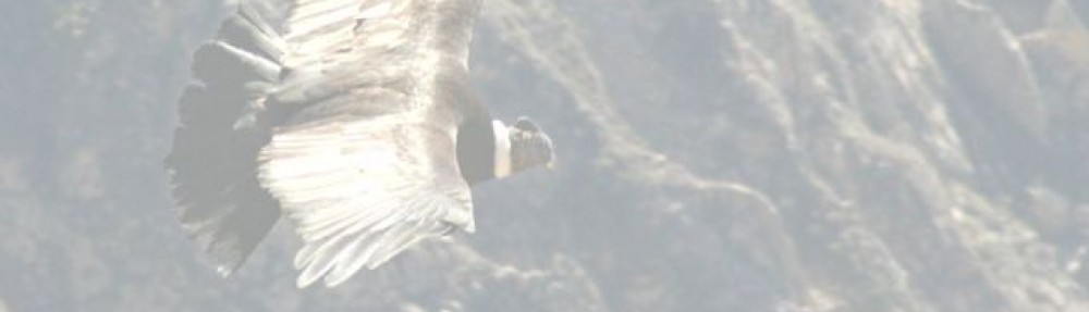 CYBERCONDOR